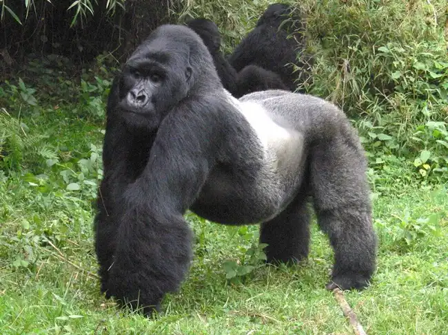 Uganda Primates And Wildlife Safari