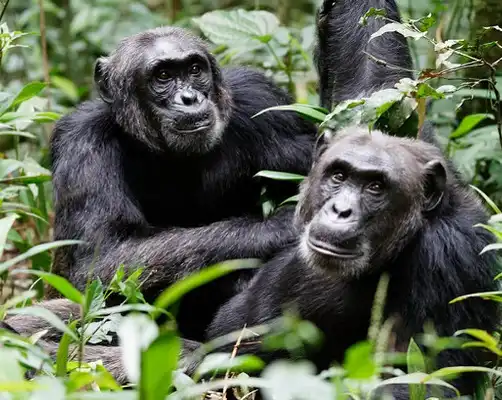 Uganda Wildlife And Chimpanzee Safari