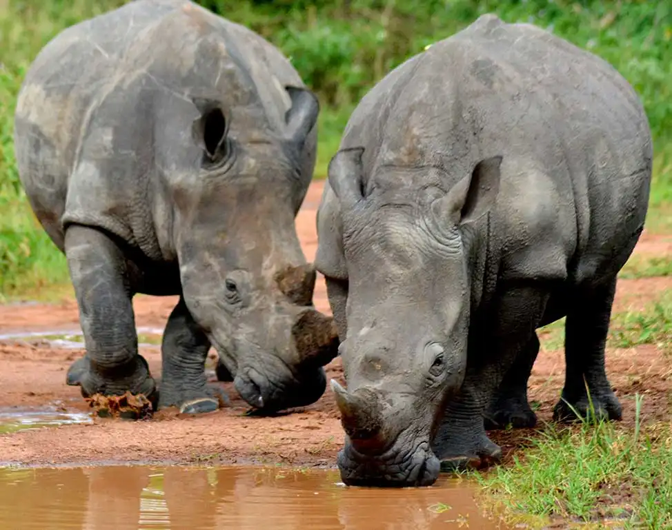Ultimate 12-day Big 5 Safari: Rhinos To Gorillas