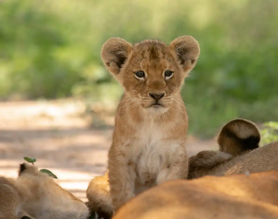 Ultimate 12-day Big 5 Safari: Rhinos To Gorillas