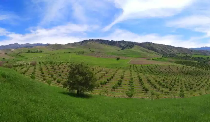 Vinery In Parkent Tashkent
