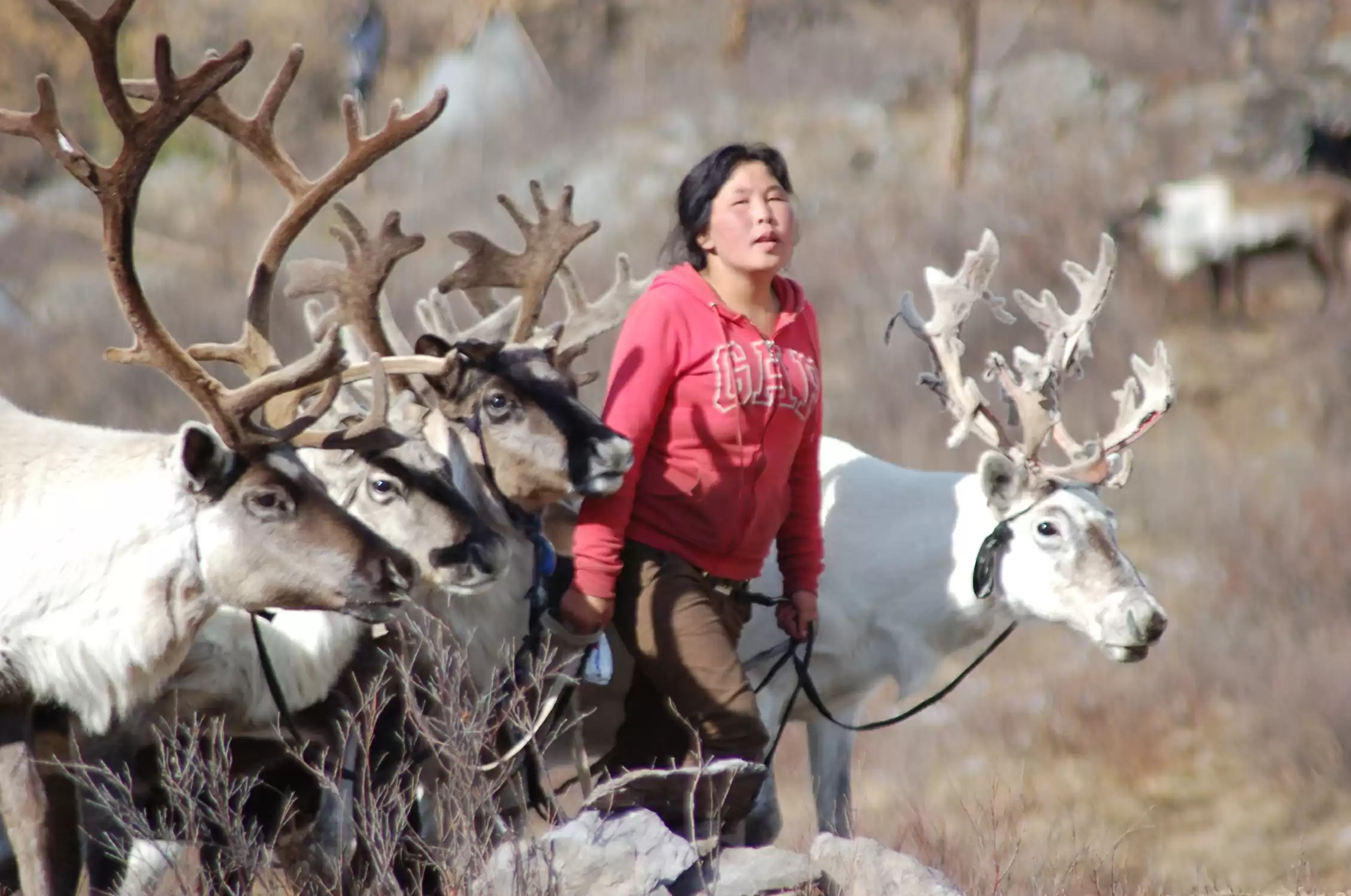 A Journey to the Tsaatan Reindeer Herders: An Authentic Mongolia Tour -  Avantour Travels, image size:2256x1496